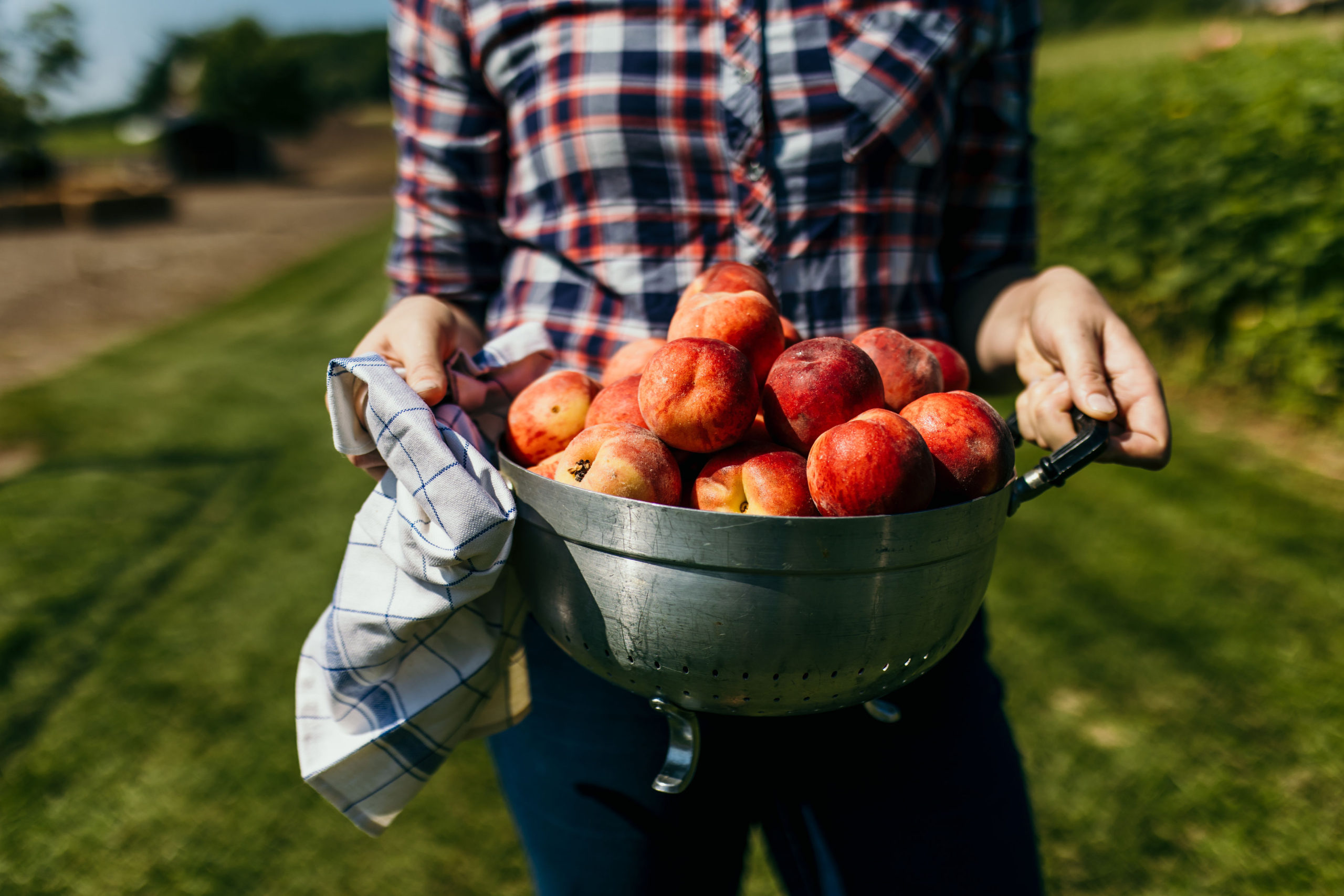 Fresh Ontario Peaches